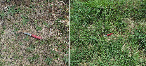 Beneficial plant species emerging and flourishing in the treated pasture on the right with Nitrohumus® compost